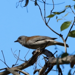 Colluricincla harmonica (Grey Shrikethrush) at Tidbinbilla Nature Reserve - 11 Apr 2024 by JimL