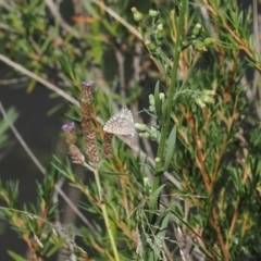 Theclinesthes serpentata (Saltbush Blue) at Oaks Estate, ACT - 8 Mar 2024 by RAllen
