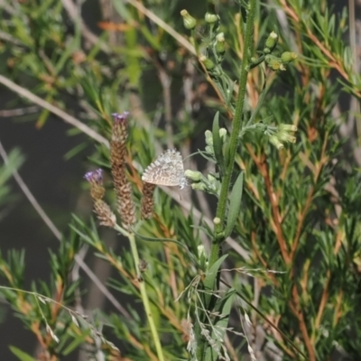 Theclinesthes serpentata (Saltbush Blue) at Molonglo Gorge - 8 Mar 2024 by RAllen
