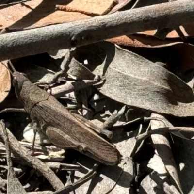 Goniaea opomaloides (Mimetic Gumleaf Grasshopper) at Bundanoon - 3 Apr 2024 by GlossyGal