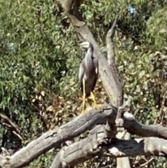 Egretta novaehollandiae (White-faced Heron) at Farrer Ridge - 12 Apr 2024 by Shazw