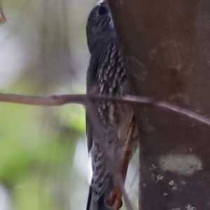 Cormobates leucophaea at Tidbinbilla Nature Reserve - 11 Apr 2024