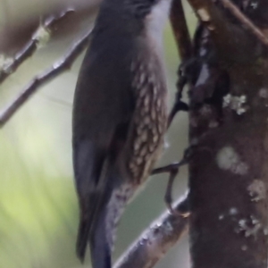 Cormobates leucophaea at Tidbinbilla Nature Reserve - 11 Apr 2024