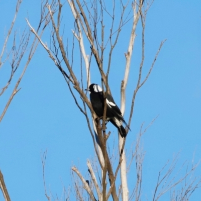 Gymnorhina tibicen (Australian Magpie) at Tidbinbilla Nature Reserve - 10 Apr 2024 by JimL