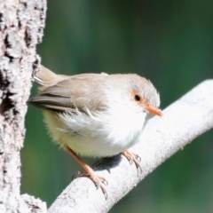 Malurus cyaneus (Superb Fairywren) at Tidbinbilla Nature Reserve - 11 Apr 2024 by JimL