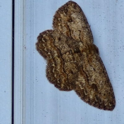 Ectropis excursaria (Common Bark Moth) at Lyneham, ACT - 11 Apr 2024 by trevorpreston