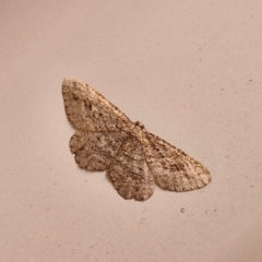 Ectropis excursaria (Common Bark Moth) at Lyneham, ACT - 12 Apr 2024 by trevorpreston