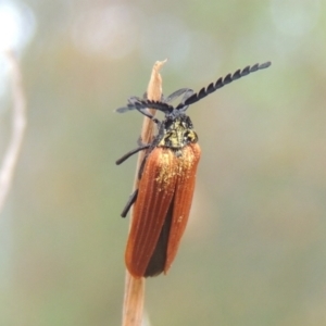 Porrostoma rhipidium at Pollinator-friendly garden Conder - 27 Nov 2023 11:23 AM