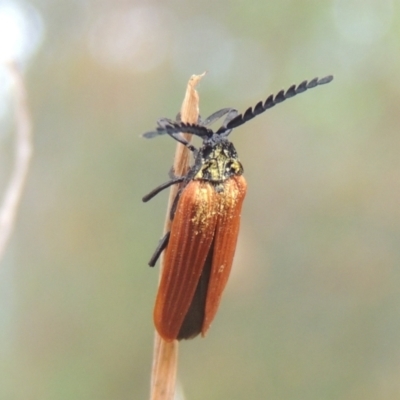 Porrostoma rhipidium (Long-nosed Lycid (Net-winged) beetle) at Pollinator-friendly garden Conder - 27 Nov 2023 by michaelb