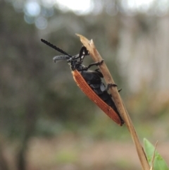 Porrostoma rhipidium at Pollinator-friendly garden Conder - 27 Nov 2023