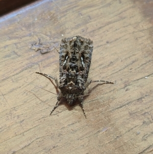 Ctenoplusia limbirena at Hackett, ACT - 10 Apr 2024