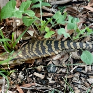 Tiliqua scincoides scincoides at Aranda, ACT - 11 Apr 2024