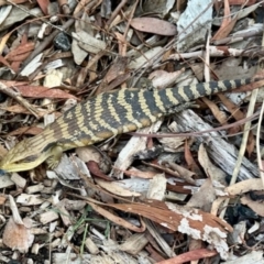 Tiliqua scincoides scincoides at Aranda, ACT - 11 Apr 2024 01:40 PM