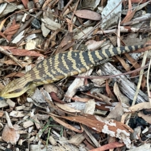 Tiliqua scincoides scincoides at Aranda, ACT - 11 Apr 2024 01:40 PM