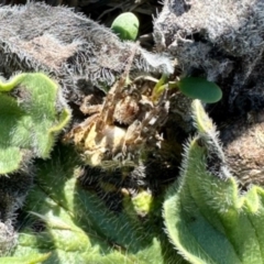 Unidentified Orb-weaving spider (several families) at Yarralumla, ACT - 11 Apr 2024 by KMcCue