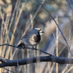 Oreoica gutturalis (Crested Bellbird) at Hattah - Kulkyne National Park - 8 Apr 2024 by rawshorty