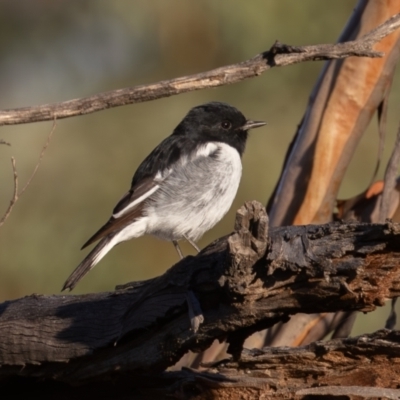 Melanodryas cucullata (Hooded Robin) at Hattah - Kulkyne National Park - 7 Apr 2024 by rawshorty