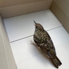 Zoothera lunulata (Bassian Thrush) at Evatt, ACT - 12 Apr 2024 by maddiee_clarke
