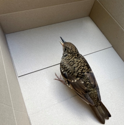 Zoothera lunulata (Bassian Thrush) at Evatt, ACT - 11 Apr 2024 by maddiee_clarke