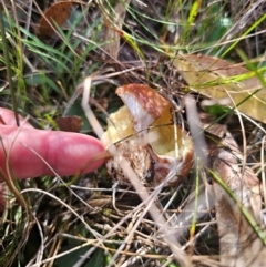 Suillus luteus at QPRC LGA - 12 Apr 2024