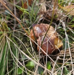 Suillus luteus at QPRC LGA - 12 Apr 2024