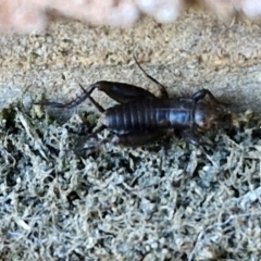 Unidentified Cricket (Orthoptera, several families) at Lyneham, ACT - 12 Apr 2024 by trevorpreston