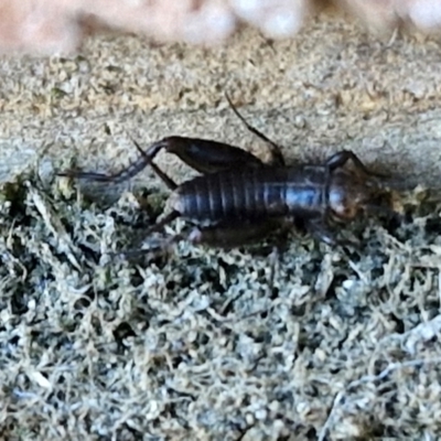 Bobilla sp. (genus) at Sullivans Creek, Lyneham South - 12 Apr 2024 by trevorpreston