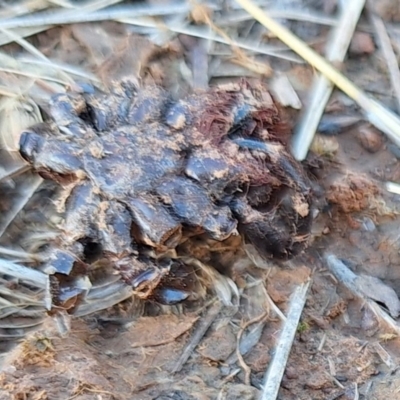 Unidentified Huntsman spider (Sparassidae) at Harrison, ACT - 8 Apr 2024 by JenniM