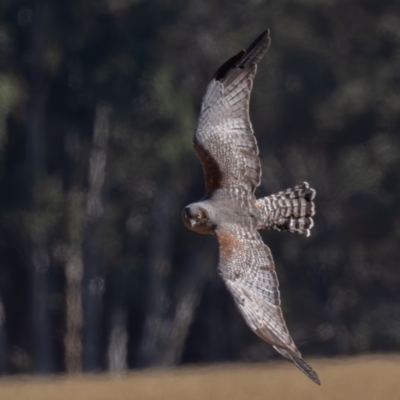 Circus assimilis (Spotted Harrier) at Hay South, NSW - 9 Apr 2024 by rawshorty