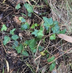 Hedera sp. (helix or hibernica) (Ivy) at Mount Majura - 12 Apr 2024 by waltraud