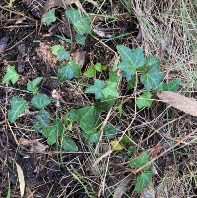 Hedera sp. (helix or hibernica) (Ivy) at Mount Majura - 11 Apr 2024 by waltraud