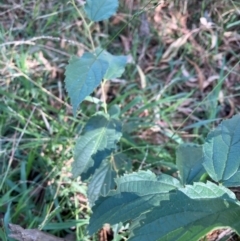 Celtis australis (Nettle Tree) at Hackett, ACT - 11 Apr 2024 by waltraud