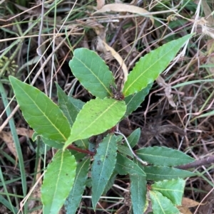 Laurus nobilis at Mount Majura - 12 Apr 2024