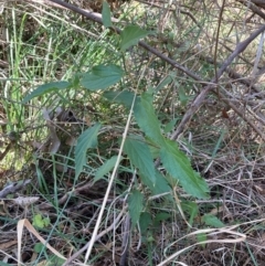 Celtis australis (Nettle Tree) at Mount Majura - 12 Apr 2024 by waltraud