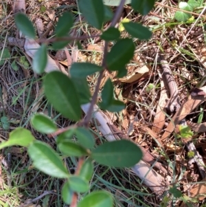 Pyracantha sp. at Mount Majura - 12 Apr 2024