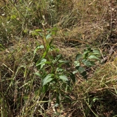 Celtis australis (Nettle Tree) at Mount Majura - 12 Apr 2024 by waltraud