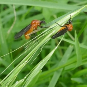 Bibio sp. (genus) at Lyons, ACT - 27 Nov 2021 10:49 AM