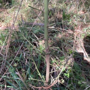 Exocarpos cupressiformis at Mount Majura - 12 Apr 2024