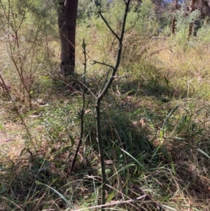 Exocarpos cupressiformis at Mount Majura - 12 Apr 2024