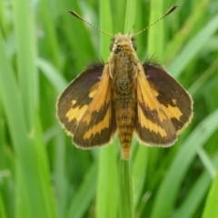 Ocybadistes walkeri (Green Grass-dart) at Lyons, ACT - 3 Dec 2021 by ran452