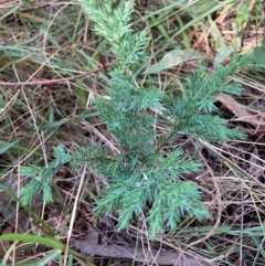 Juniperus communis (Juniper) at Mount Majura - 12 Apr 2024 by waltraud