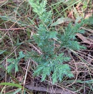 Juniperus communis at Mount Majura - 12 Apr 2024 10:47 AM