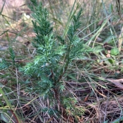 Juniperus communis at Mount Majura - 12 Apr 2024 10:47 AM