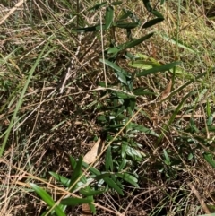 Olea europaea subsp. cuspidata (African Olive) at Mount Majura - 12 Apr 2024 by waltraud