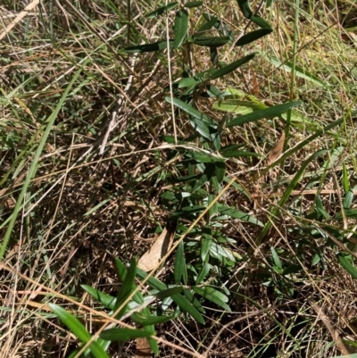 Olea europaea subsp. cuspidata (African Olive) at Mount Majura - 12 Apr 2024 by waltraud