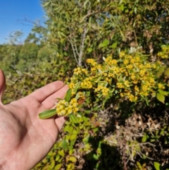 Pyracantha angustifolia (Firethorn, Orange Firethorn) at Uriarra Village, ACT - 12 Apr 2024 by Jackserbatoioactgov