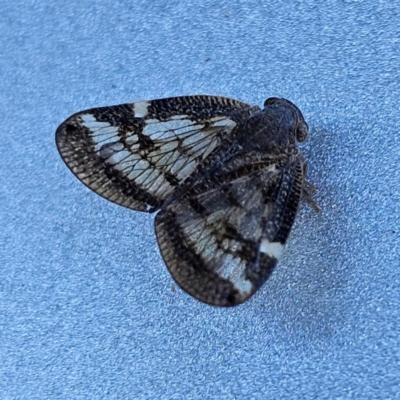 Scolypopa australis (Passionvine hopper, Fluffy bum) at QPRC LGA - 12 Apr 2024 by MatthewFrawley