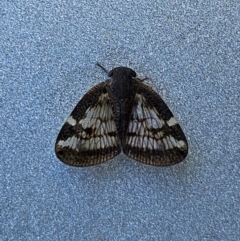 Scolypopa australis at QPRC LGA - 12 Apr 2024