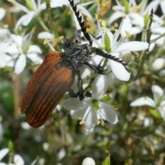 Porrostoma rhipidium (Long-nosed Lycid (Net-winged) beetle) at Lyons, ACT - 9 Jan 2021 by ran452