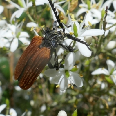 Porrostoma rhipidium (Long-nosed Lycid (Net-winged) beetle) at Lyons, ACT - 9 Jan 2021 by ran452